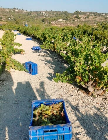 Vendimia en Teulada Moraira en 2023