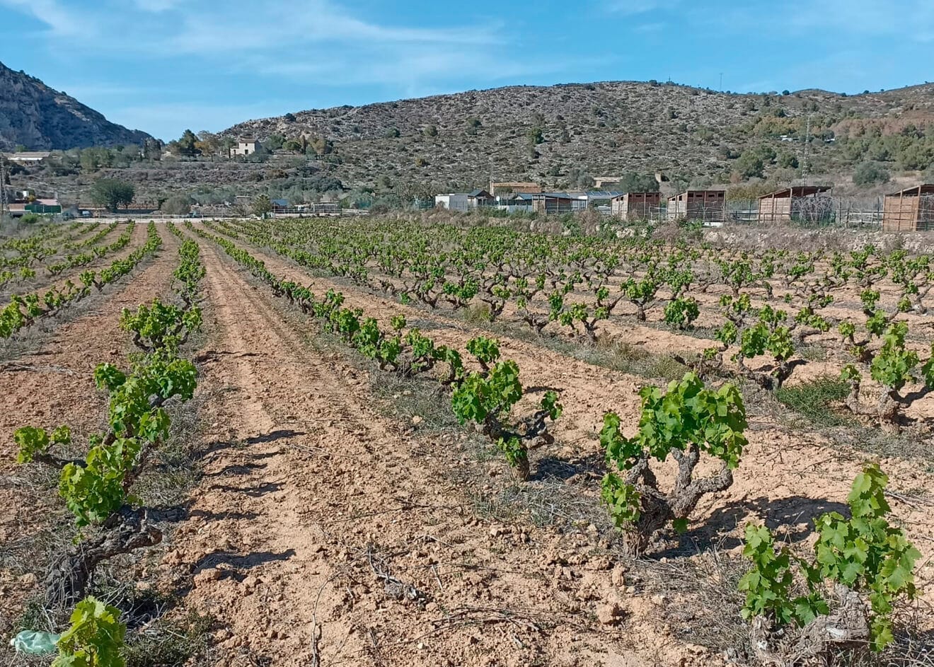 Viñedo en la zona del abiar de Teulada Moraira en mayo de 2024
