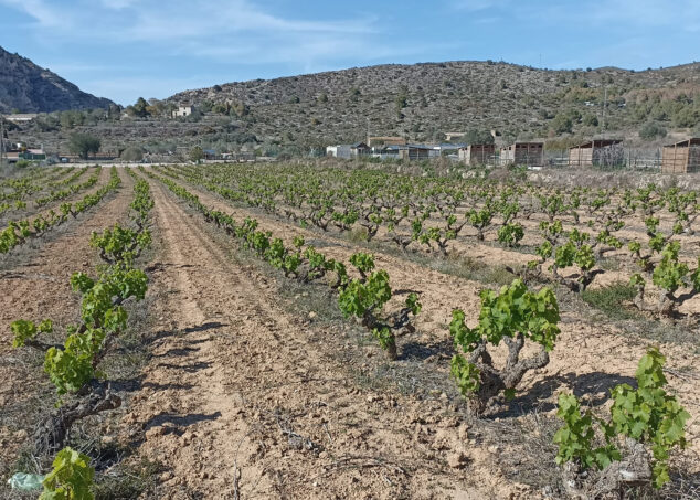 Imagen: Viñedo en la zona del abiar de Teulada Moraira en mayo de 2024