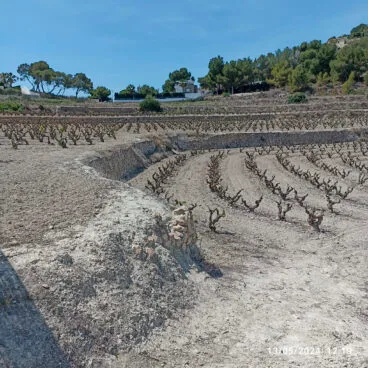 Viñedos de Teulada Moraira en mayo de 2024