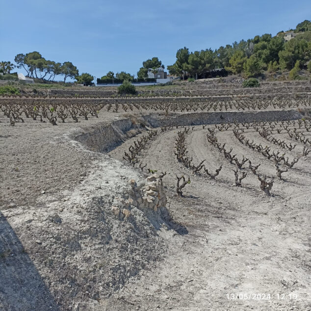 Imagen: Viñedos de Teulada Moraira en mayo de 2024