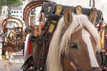 XIX Fira Gata al Carrer 2024 13