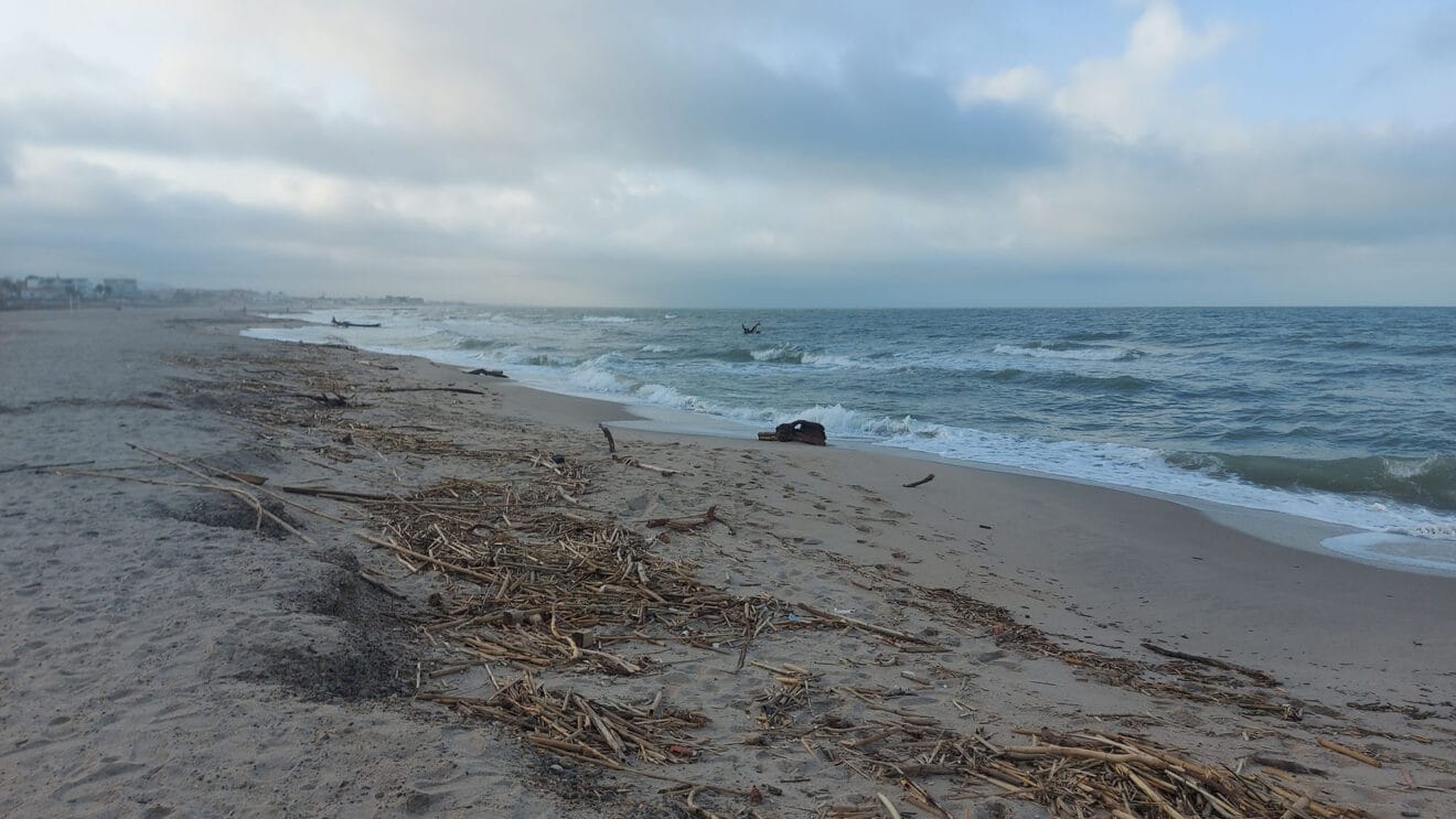 Cañas en la playa de les Deveses de Dénia tras la DANA 01