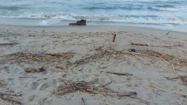 Cañas en la playa de les Deveses de Dénia tras la DANA 02