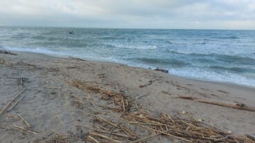 Cañas en la playa de les Deveses de Dénia tras la DANA 03