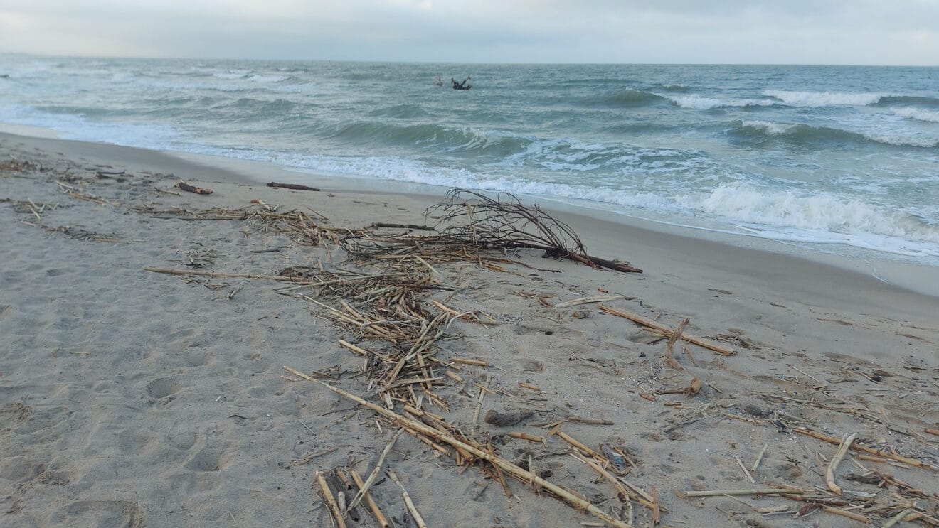 Cañas en la playa de les Deveses de Dénia tras la DANA 04
