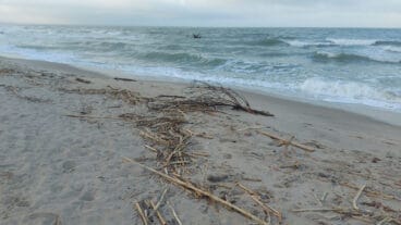 Cañas en la playa de les Deveses de Dénia tras la DANA 04