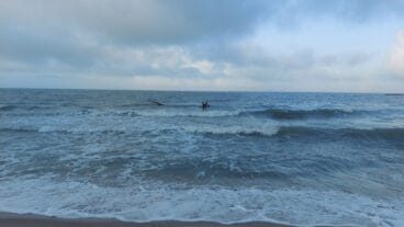 Cañas en la playa de les Deveses de Dénia tras la DANA 06