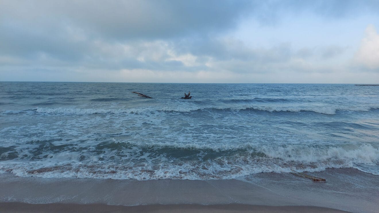 Cañas en la playa de les Deveses de Dénia tras la DANA 07
