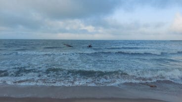 Cañas en la playa de les Deveses de Dénia tras la DANA 07