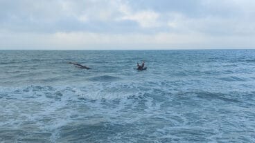 Cañas en la playa de les Deveses de Dénia tras la DANA 08