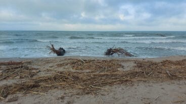Cañas en la playa de les Deveses de Dénia tras la DANA 10