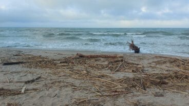 Cañas en la playa de les Deveses de Dénia tras la DANA 11