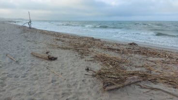 Cañas en la playa de les Deveses de Dénia tras la DANA 12