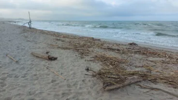 Cañas en la playa de les Deveses de Dénia tras la DANA 12