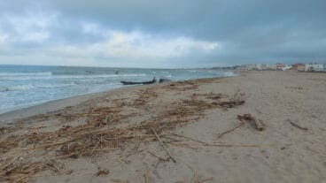 Cañas en la playa de les Deveses de Dénia tras la DANA 13