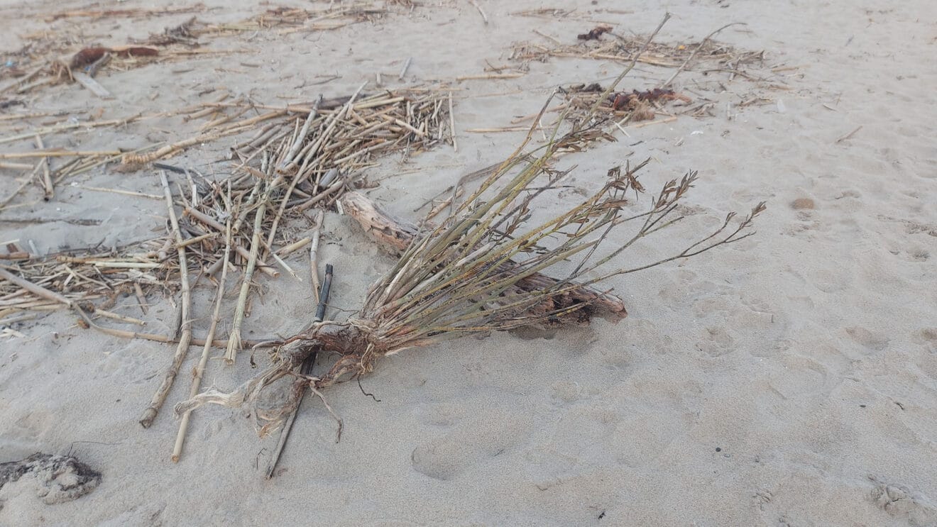 Cañas en la playa de les Deveses de Dénia tras la DANA 14