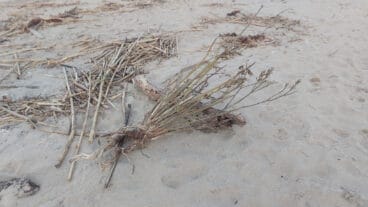 Cañas en la playa de les Deveses de Dénia tras la DANA 14