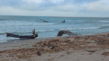 Cañas en la playa de les Deveses de Dénia tras la DANA 15