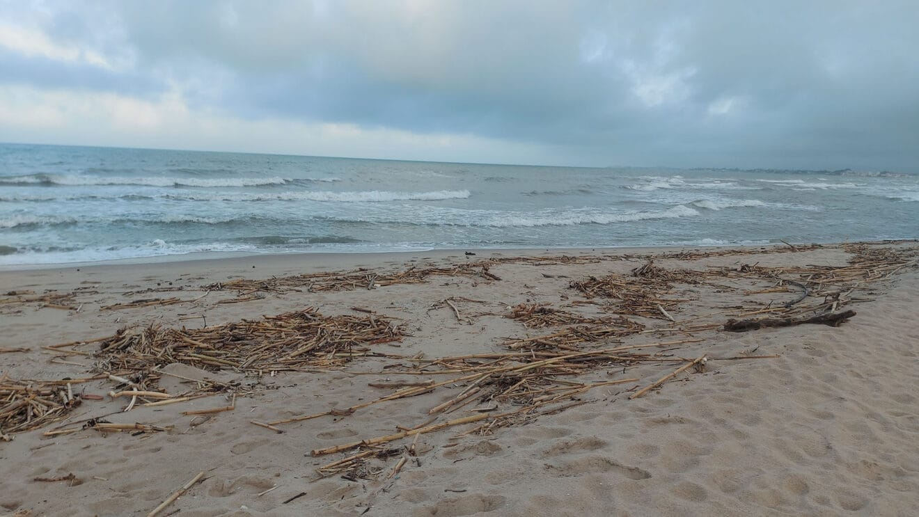 Cañas en la playa de les Deveses de Dénia tras la DANA 16