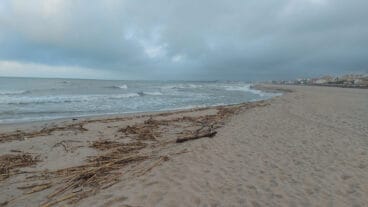 Cañas en la playa de les Deveses de Dénia tras la DANA 17