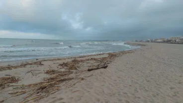 Cañas en la playa de les Deveses de Dénia tras la DANA 17