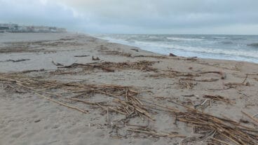 Cañas en la playa de les Deveses de Dénia tras la DANA 18