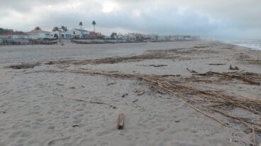 Cañas en la playa de les Deveses de Dénia tras la DANA 19