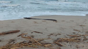 Cañas en la playa de les Deveses de Dénia tras la DANA 20