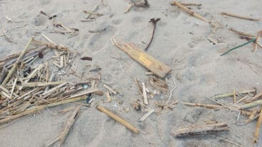 Cañas en la playa de les Deveses de Dénia tras la DANA 21