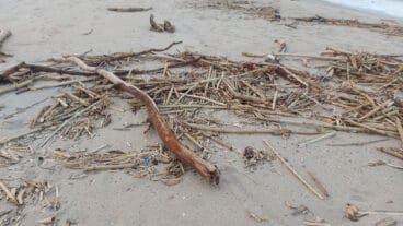 Cañas en la playa de les Deveses de Dénia tras la DANA 22