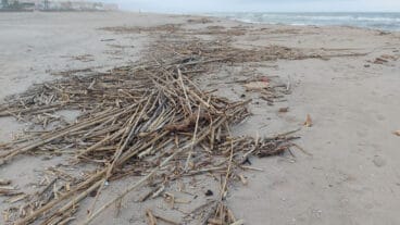 Cañas en la playa de les Deveses de Dénia tras la DANA 23