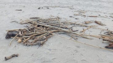 Cañas en la playa de les Deveses de Dénia tras la DANA 24