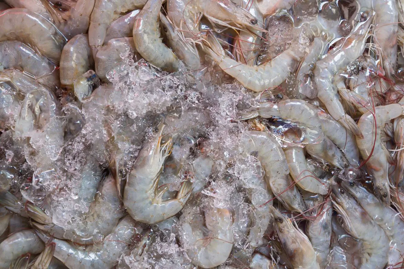 Gamba blanca de Calp