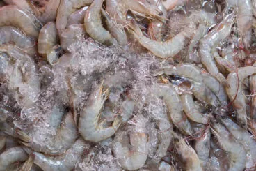 Gamba blanca de Calp