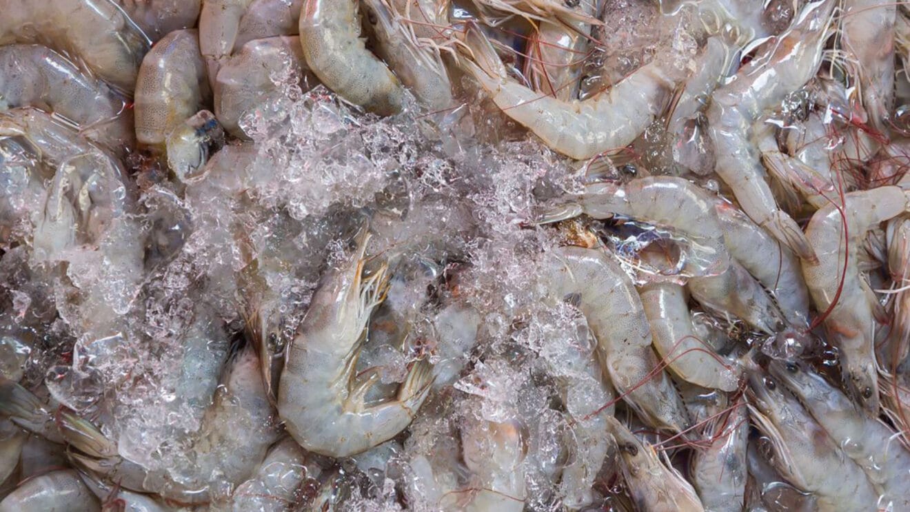 Gamba blanca de Calp dest