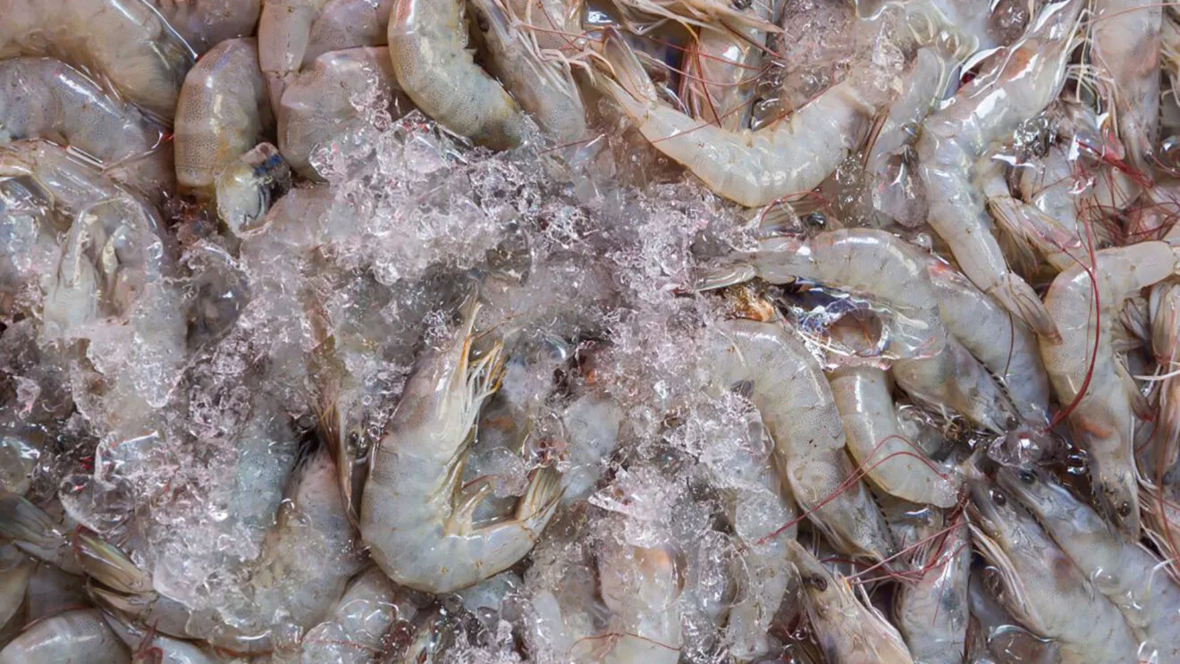 Gamba blanca de Calp dest