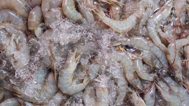 gamba blanca de calp dest