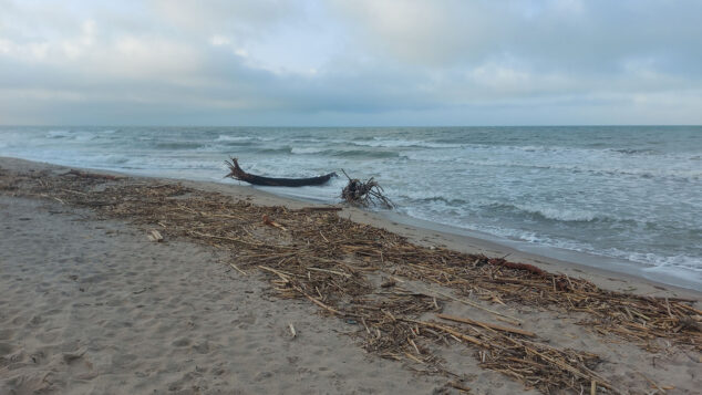 la playa de les deveses de denia cubierta de canas y troncos arrastrados por el mar