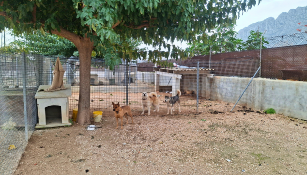 Imagen: Més que piensos dispone de la mejor guardería para que tu mascota esté feliz y segura