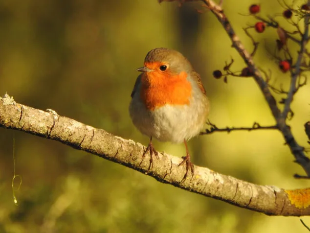 El extraordinario mundo de las aves en la Marina Alta: las 5 más comunes y otras más raras para avistar 4 Imagen: Petirrojo - Fotografía de Pep Cantó