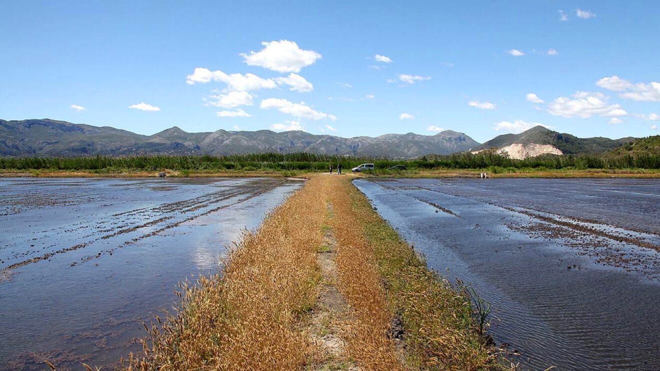 Paisaje en la Marjal de Pego-Oliva (archivo)