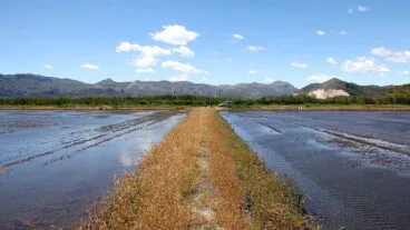 paisaje en la marjal de pego oliva archivo