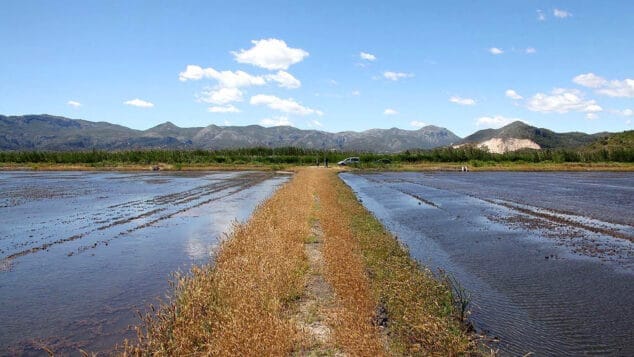 Imagen: Paisaje en la Marjal de Pego-Oliva (archivo)