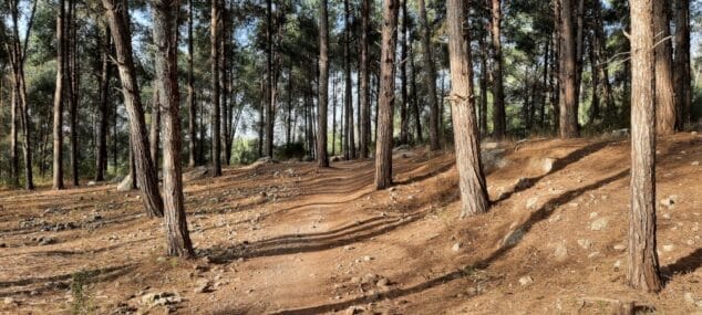 Imagen: Zona forestal de Teulada Moraira
