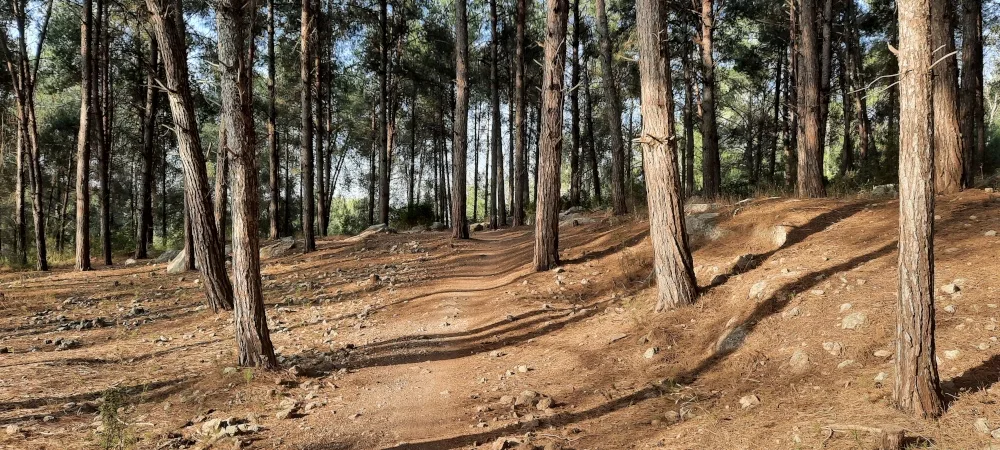 zona forestal de teulada moraira