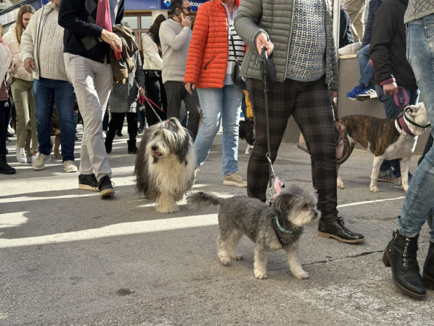 dia de sant antoni de la fira i porrat 2025 de benissa 25