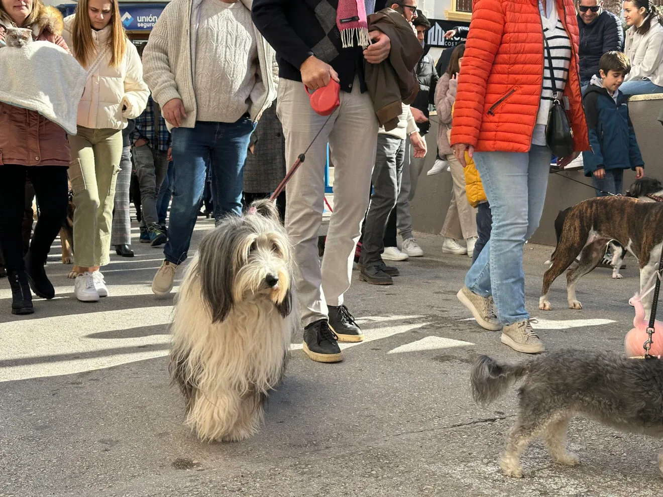 Día de Sant Antoni de la Fira i Porrat 2025 de Benissa 26