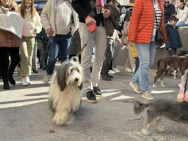 dia de sant antoni de la fira i porrat 2025 de benissa 26