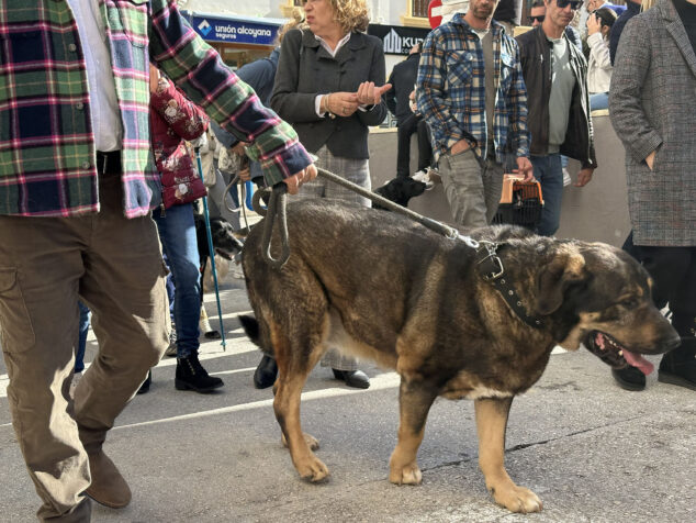 dia de sant antoni de la fira i porrat 2025 de benissa 28